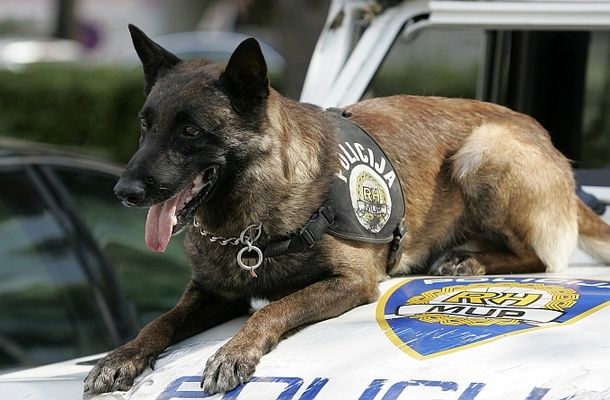 Split, 05.09.2012 - Policijski pas Pik pronalazi drogu