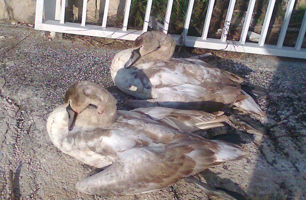 ubijeni labudi