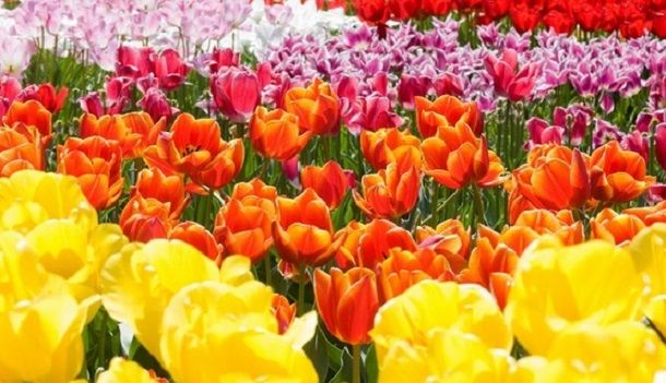 tulipani1