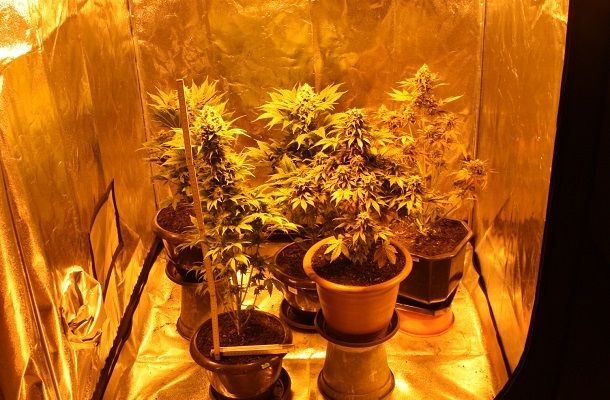 marihuana