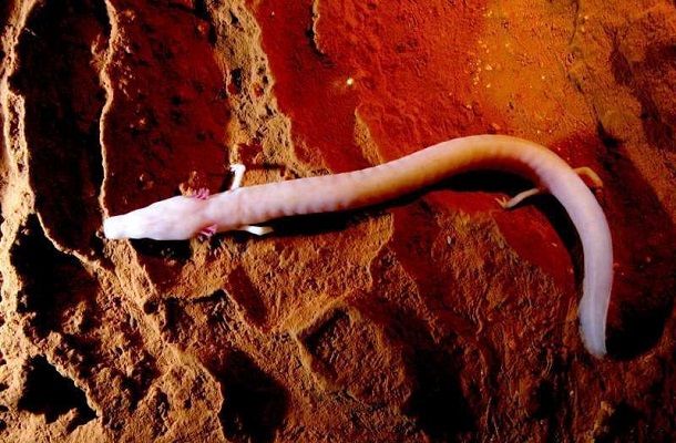 Slaven Kardoš: Međunarodni dan biološke raznolikosti - FERATA