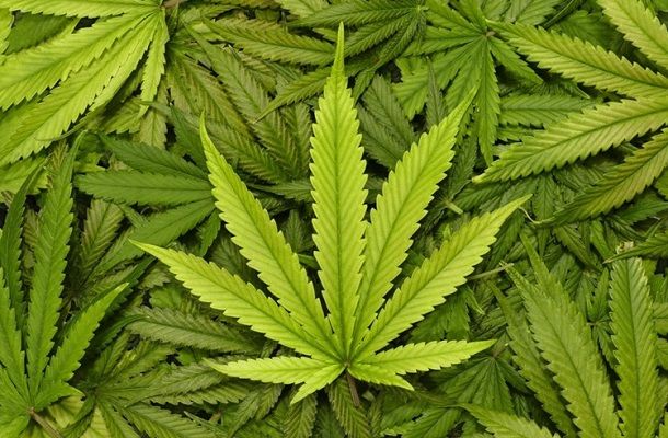 Cannabis_Main