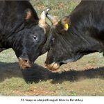 Snage su odmjerili najjači bikovi u Hrvatskoj x