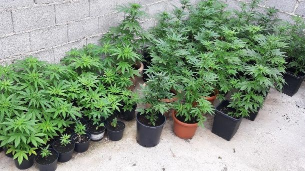 marihuana marihuana