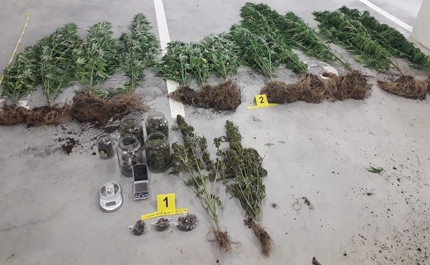 PGP Trilj marihuana PGP Trilj marihuana
