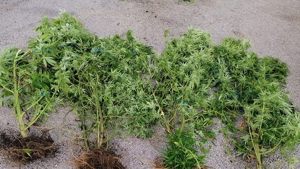 marihuana sinj marihuana sinj