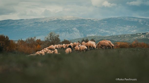 Stočarstvo Roko Pavlinušić Stočarstvo Roko Pavlinušić