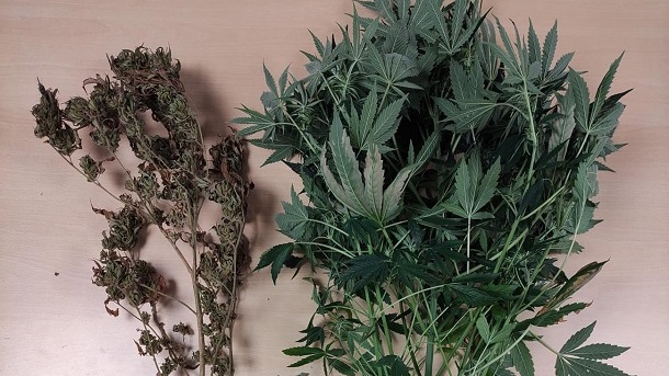 Sinj marihuana Sinj marihuana
