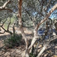 Thumbnail for the listing's main image